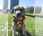 Puppy Red Bull Daniff-Neapolitan Mastiff Mix