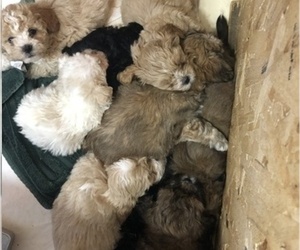 Yorkie-Apso Puppy for sale in NEENAH, WI, USA