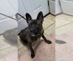 Small French Bulldog-Holland Shepherd Mix