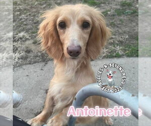 Dachshund Dogs for adoption in Omaha, NE, USA