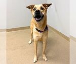Small German Shepherd Dog Mix