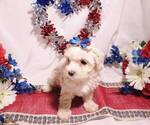Small Photo #12 Maltese-Poodle (Toy) Mix Puppy For Sale in INDEPENDENCE, MO, USA