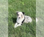Small Photo #3 Australian Shepherd Puppy For Sale in LODA, IL, USA