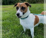 Small #2 Jack Russell Terrier Mix