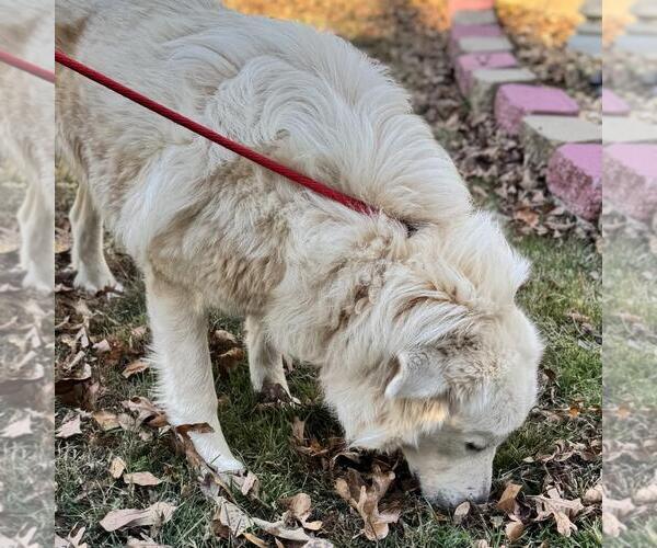 Medium Photo #4 Great Pyrenees-Unknown Mix Puppy For Sale in Yardley, PA, USA