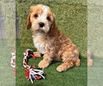 Small #2 Cavapoo (Miniature)
