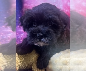 Havanese Puppy for sale in LIVONIA, MI, USA