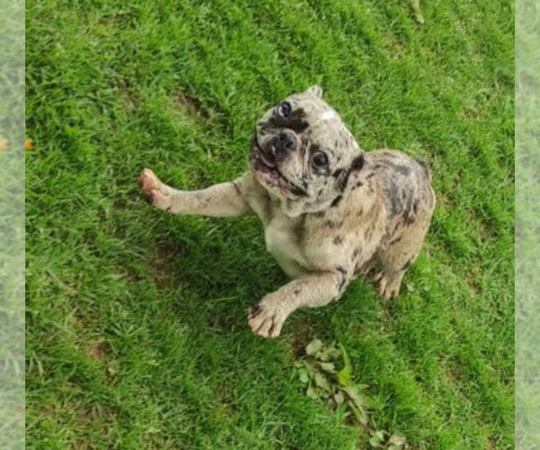Medium Photo #1 French Bulldog Puppy For Sale in BETHPAGE, NY, USA