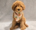 Puppy Leo Poodle (Miniature)