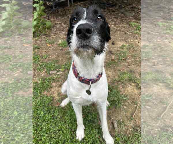 Medium Photo #1 Great Dane-Poodle (Standard) Mix Puppy For Sale in Huntersville, NC, USA