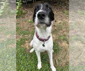 Great Dane-Poodle (Standard) Mix Dogs for adoption in Huntersville, NC, USA