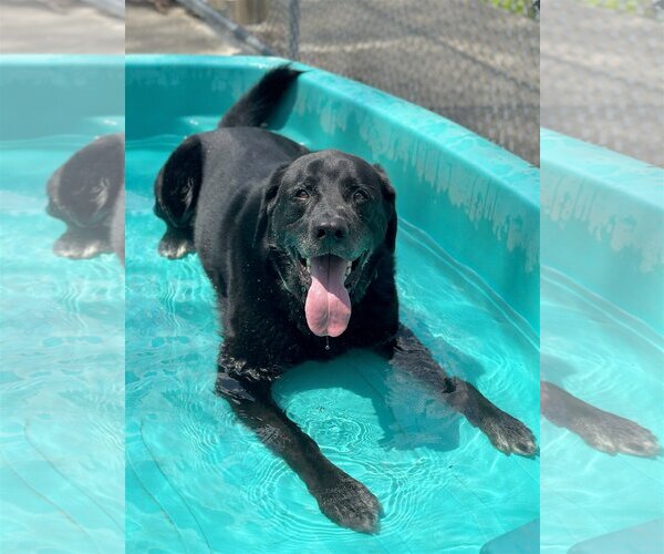 Medium Photo #3 Labrador Retriever-Unknown Mix Puppy For Sale in Rockaway, NJ, USA