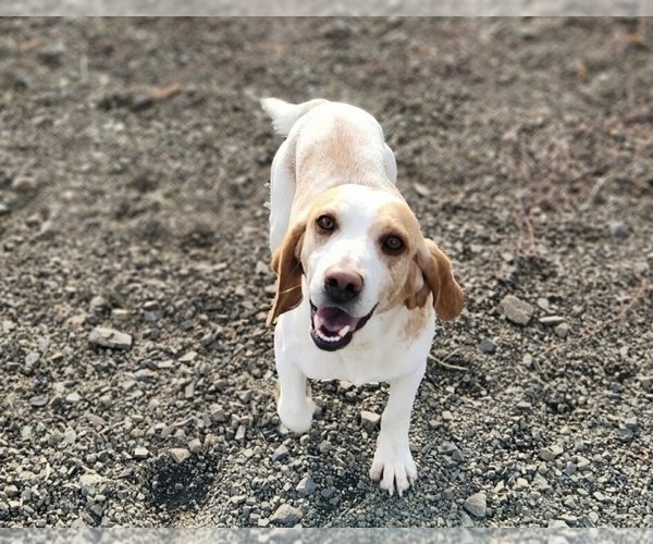 Medium Photo #1 Beagle Puppy For Sale in BROWNSVILLE, OR, USA