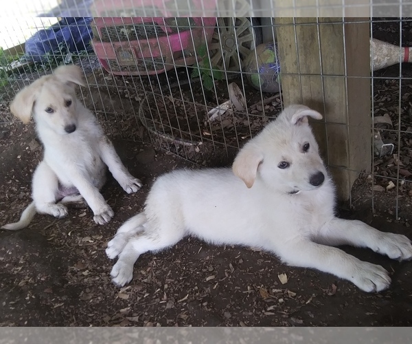 Medium Photo #1 German Shepherd Dog Puppy For Sale in FAYETTE CITY, PA, USA