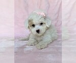 Small #19 Poodle (Toy)
