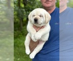 Small Photo #9 Labrador Retriever Puppy For Sale in MOUNT AIRY, MD, USA