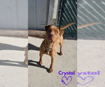 Small Photo #5 American Pit Bull Terrier-American Staffordshire Terrier Mix Puppy For Sale in Monte Vista, CO, USA
