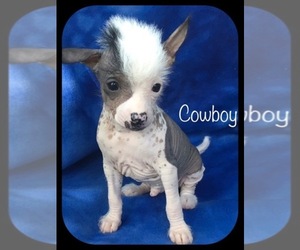 Chinese Crested Puppy for sale in HOLLAND, MI, USA
