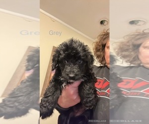 Aussiedoodle Puppy for sale in ROME, GA, USA