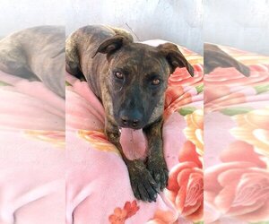 Mastiff-Unknown Mix Dogs for adoption in Apple Valley, CA, USA