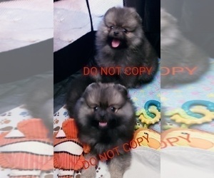 Pomeranian Puppy for sale in DOWNERS GROVE, IL, USA