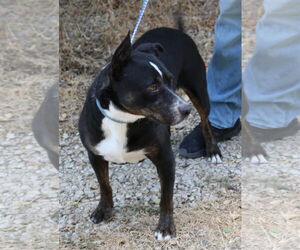 Brutus - Male Rottweiler-Unknown Mix Dog for Adoption - Photo #4