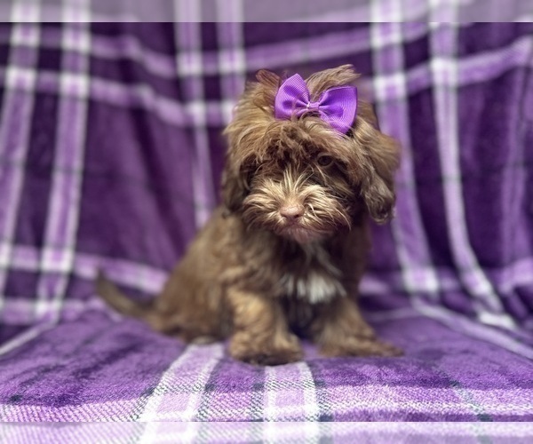 Medium Photo #8 ShihPoo Puppy For Sale in LAKELAND, FL, USA