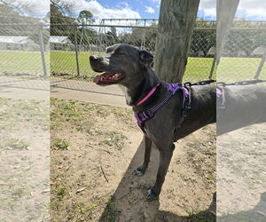KangaRoo - Female Blue Lacy-Unknown Mix Dog for Adoption - Photo #45
