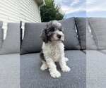 Small #3 Cavapoo