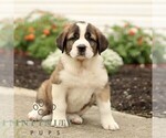 Small #4 Saint Bernard