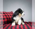 Small #4 Miniature Bernedoodle