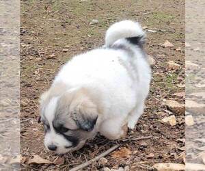 Great Pyrenees Puppy for sale in ADAIR, OK, USA