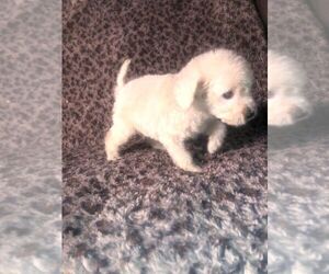 Goldendoodle (Miniature) Puppy for sale in BLMGTN, IN, USA
