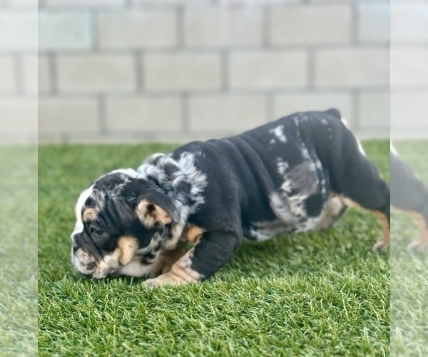 Medium Photo #22 English Bulldog Puppy For Sale in ATLANTA, GA, USA
