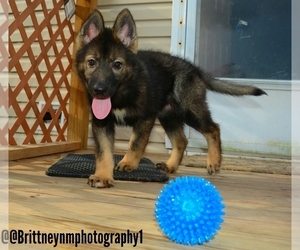 German Shepherd Dog-Sharberian Husky Mix Puppy for sale in MULBERRY, FL, USA