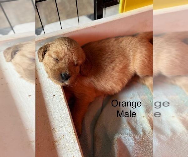 Medium Photo #1 Golden Retriever Puppy For Sale in GRAND RAPIDS, MI, USA