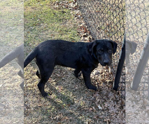Medium Photo #2 Labrador Retriever-Unknown Mix Puppy For Sale in Rockaway, NJ, USA