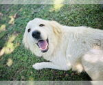 Small #4 Great Pyrenees