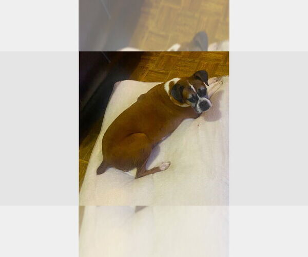 Medium Photo #1 Boxer Puppy For Sale in Austin, TX, USA