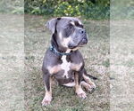 Small #1 Staffordshire Bull Terrier Mix