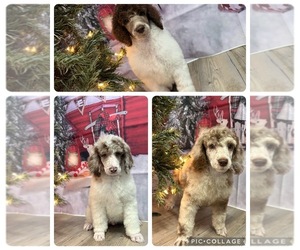 Poodle (Standard) Puppy for sale in GAINESVILLE, TX, USA