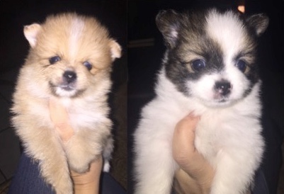 Medium Photo #1 Pomeranian Puppy For Sale in EASLEY, SC, USA