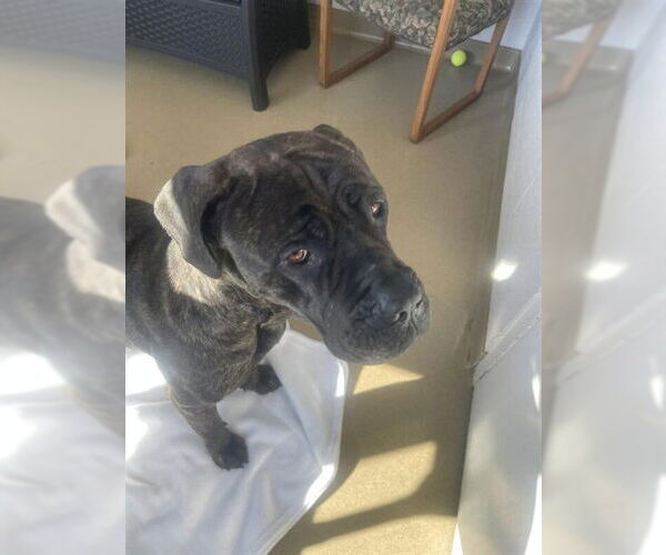 Medium Photo #3  Puppy For Sale in , 