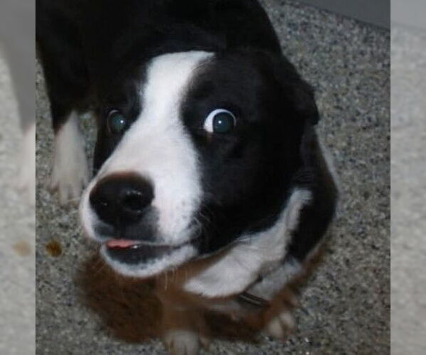 Medium Photo #2 Borador Puppy For Sale in Salt Lake City, UT, USA