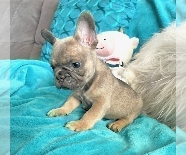 Medium Photo #11 French Bulldog Puppy For Sale in CORONADO, CA, USA