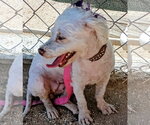 Small Photo #4 Poodle (Miniature)-Unknown Mix Puppy For Sale in Apple Valley, CA, USA