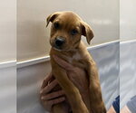 Small #4 Rottweiler Mix