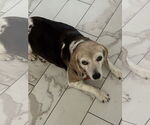 Small #1 Beagle