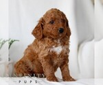 Small #2 Goldendoodle (Miniature)