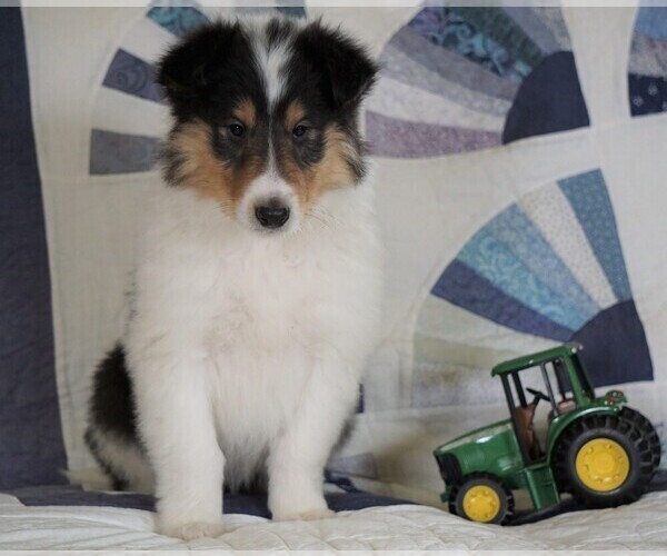 Medium Photo #1 Collie Puppy For Sale in FREDERICKSBG, OH, USA